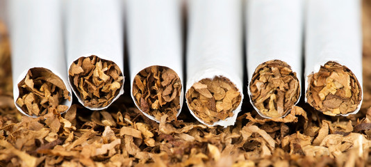 Closeup web banner of rolled cigarettes on tobacco, smoking concept