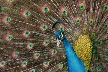 Obraz premium Peacock to spread his tail, showing its feathers. Close up portrait of peacock