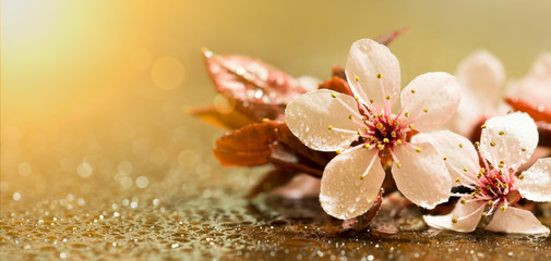 Floral web banner, wet white pink flower petals on gold background, spring forward, springtime...
