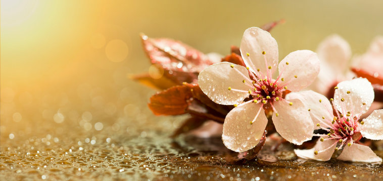 Floral web banner, wet white pink flower petals on gold background, spring forward, springtime concept, web banner