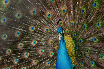 Fototapeta na wymiar Peacock to spread his tail, showing its feathers. Close up portrait of peacock