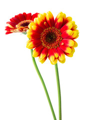 Two colorful Gerberas (Daisies) isolated on white background, including clipping path.