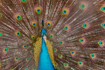 Fototapeta premium Peacock to spread his tail, showing its feathers. Close up portrait of peacock