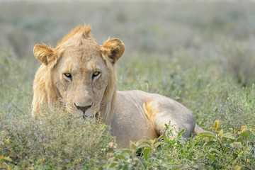 Male lion (Panthera leo) lying down on savanna, looking at camera, Ngorongoro conservation area, Tanzania.