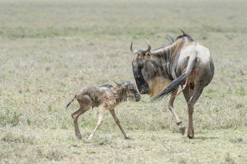 Naklejka na ściany i meble Blue Wildebeest (Connochaetes taurinus) mother helping a new born baby to stand, Ngorongoro conservation area, Tanzania.