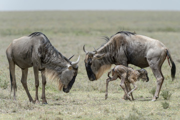 Naklejka na ściany i meble Blue Wildebeest (Connochaetes taurinus) mother and sister with a new born baby walking, Ngorongoro conservation area, Tanzania.