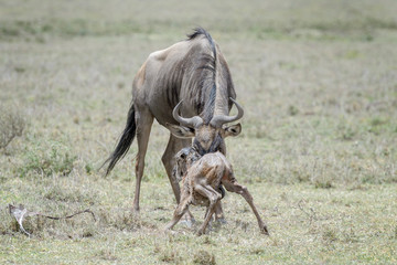 Blue Wildebeest (Connochaetes taurinus) mother helping a new born baby to stand, Ngorongoro conservation area, Tanzania.