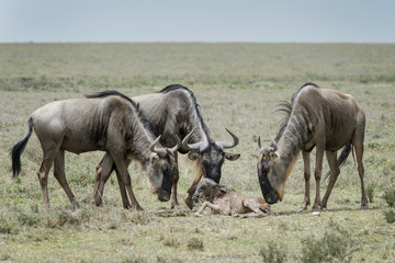 Blue Wildebeest (Connochaetes taurinus) mother with a new born baby and family looking, Ngorongoro conservation area, Tanzania.