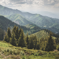 Fototapeta premium fir trees lit by the sun against the backdrop of a mountain range on an autumn day