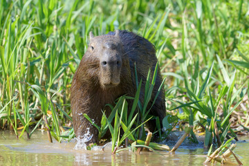 Capybara (Hydrochaeris hydrochaeris) standing in river, Pantanal, Mato Grosso, Brazil