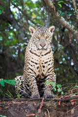 Fototapeta na wymiar Jaguar (Panthera onca) sitting on riverbank in jungle, looking at camera, Pantanal, Mato Grosso, Brazil