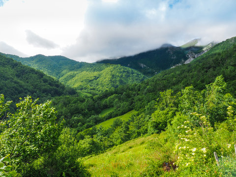 Lush spring forest under a mountain covered by fog in the natural park on a cloudy day