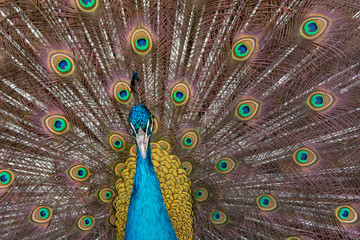 Obraz premium Peacock to spread his tail, showing its feathers. Close up portrait of peacock
