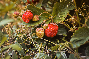 Strawberries in the garden close up. Berries