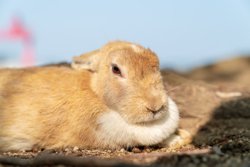 大久野島のウサギ