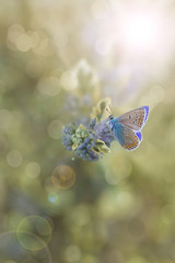 A beautiful delicate butterfly in the glow of light on a pastel background.