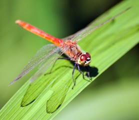 red dragonfly on green background