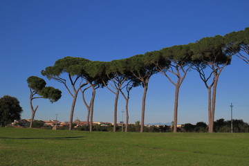 Pine trees on golf course