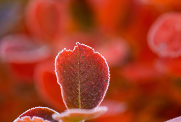 Beautiful red aronia leaves with a frosty edge. Morning sceney in the garden. Autumn morning with bright red leaves. Latvia, northern Europe. © dachux21