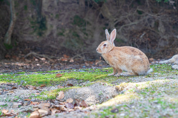 大久野島のウサギ