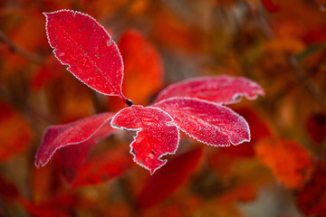 Beautiful red aronia leaves with a frosty edge. Morning sceney in the garden. Autumn morning with bright red leaves. Latvia, northern Europe. © dachux21
