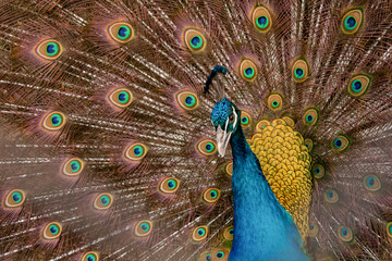 Obraz premium Peacock to spread his tail, showing its feathers. Close up portrait of peacock