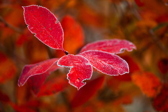 Beautiful red aronia leaves with a frosty edge. Morning sceney in the garden. Autumn morning with bright red leaves. Latvia, northern Europe.