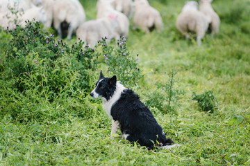 Naklejka na ściany i meble Border Collie Dog in Field with Sheep