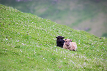 Wildlife in the Faroe Islands. Sheep on Vagar island. pretty little sheep