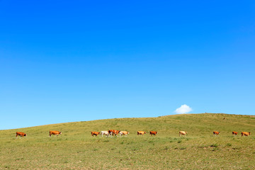 A herd of cattle are eating grass on the grassland