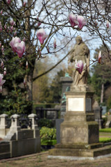 Obraz premium magnolienblüten auf friedhof