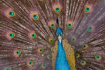 Obraz premium Peacock to spread his tail, showing its feathers. Close up portrait of peacock