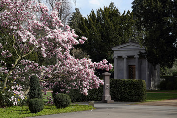 magnolienbaum auf dem friedhof
