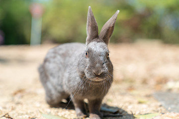 大久野島のウサギ
