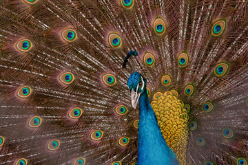 Obraz premium Peacock to spread his tail, showing its feathers. Close up portrait of peacock