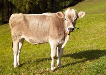 Fototapeta na wymiar Brown cow on meadow (bos primigenius taurus)