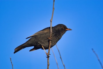 Schönes Porträt, männliche schwarze Amsel sitzt bei Sonnenschein und blauem Himmel als Hintergrund an einem senkrechten Zweig, Turdus merula