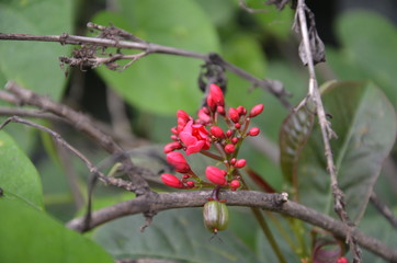 Spring red flower