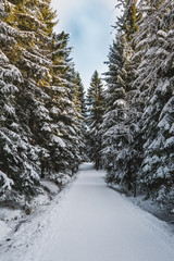 road in winter forest