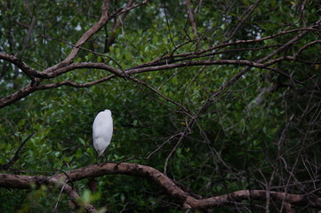 Bird on a branch.