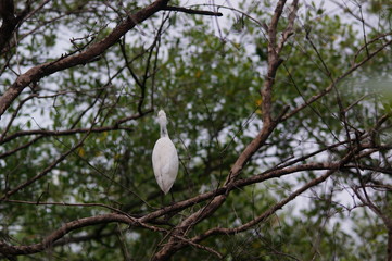 Bird on a branch.
