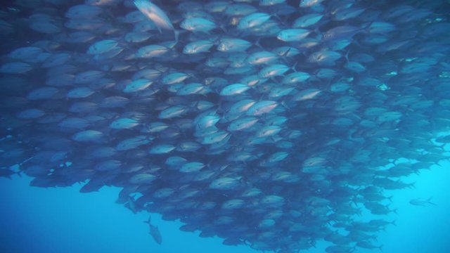 huge swarm of still young jack fish predators near panglao island