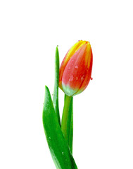 Beautiful motley tulip isolated on a white background