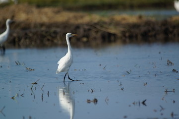 Cattle egret in the fields