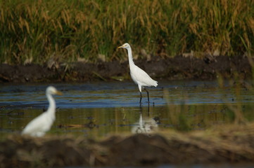 Cattle egret (Bubulcus ibis) in the fields