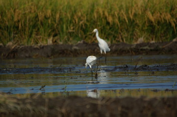 birds in flight