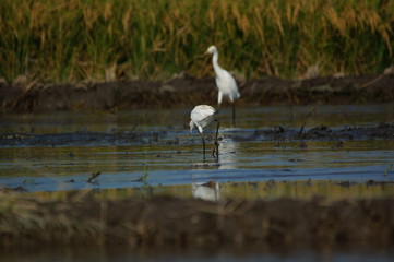 Cattle egret (Bubulcus ibis) in the fields
