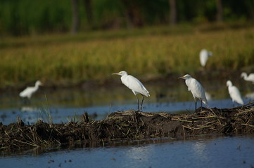 Cattle egret in the fields