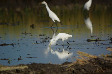 Cattle egret in the fields