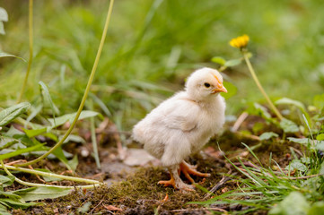 little chick